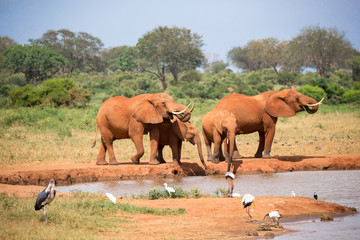 Family of elephants drinking water from the waterhole