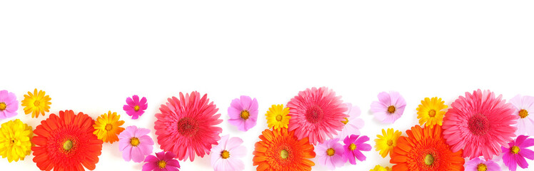 Banner, a border from multi-colored flowers: gerbera, cosmos, isolated on a white background, top view. The concept of summer, spring, Mother's Day, March 8. 