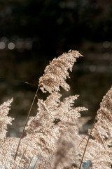 Oude Durme in Hamme Belgium