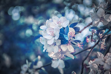 Beautiful sakura flower cherry blossom background. Greeting card template. Shallow depth. Soft dark blue toned. Spring magic nature