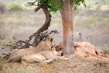 Two lions rest in the shade of a tree