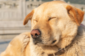 Brown dog lying on the floor