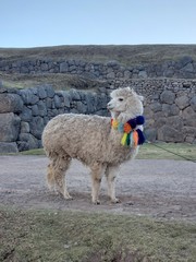 Alpaca in Cusco