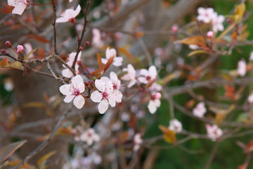 Plum tree with purple leaves in flower
