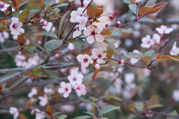 Plum tree with purple leaves in flower