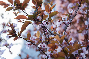 Plum tree with purple leaves in flower