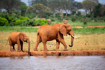 Elephants on the waterhole in the savannah