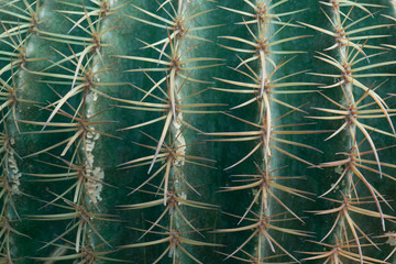 Cactus is a perennial shrub.