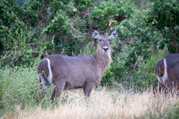 Naklejka na ściany i meble An antelopes in the grassland of the savannah of Kenya