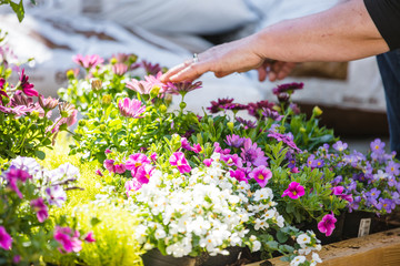 Gartenarbeit und blumen Verkauf