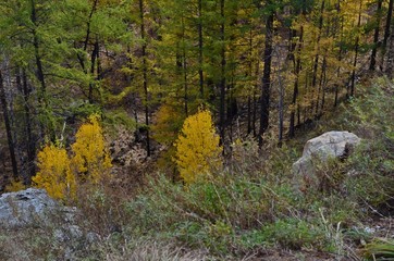 Autumn forest - a great time to relax