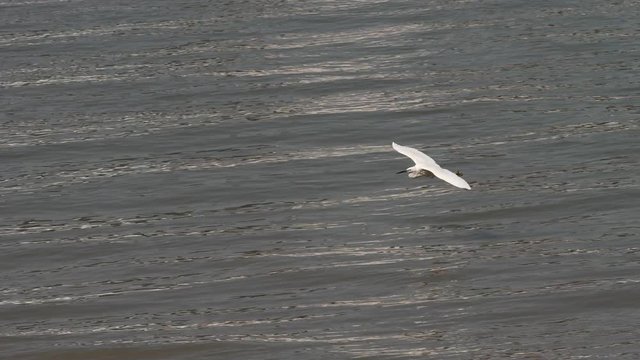 Little egret flying over Huangpu river in sunny day, bird sliding over water and landing at the river bank, high speed movie, slow motion, 4K video.