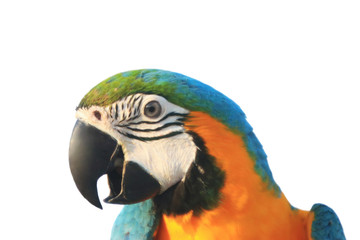Macaw parrot with white background.