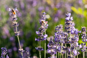 Obraz premium Lavender angustifolia, lavandula in sunlight in herb garden with honey bee