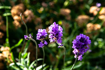 Lavender flower closeup, Copenhagen in summer