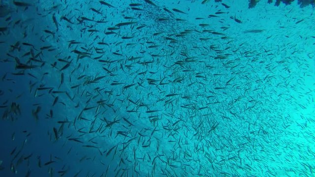 Sardines fish on coral reef 