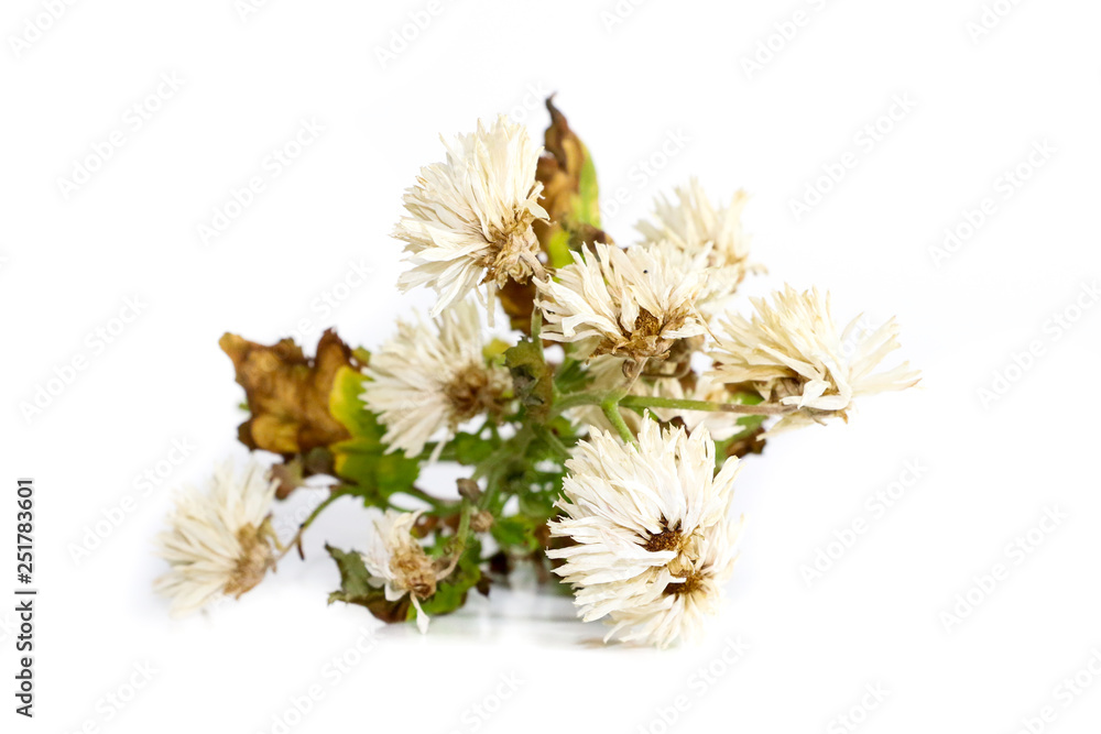 Wall mural Chrysanthemum Close up white background