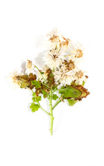 Obraz premium Chrysanthemum Close up white background