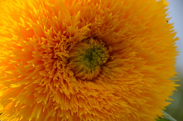 sonnenblume, sunflower