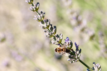 Lavender angustifolia, lavandula in sunlight in herb garden with honey bee