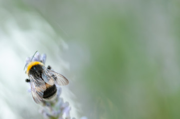 Artistic lavender angustifolia, lavandula in sunlight in herb garden with honey bee