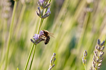Lavender angustifolia, lavandula in sunlight in herb garden with honey bee