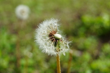dandelion on background of green grass