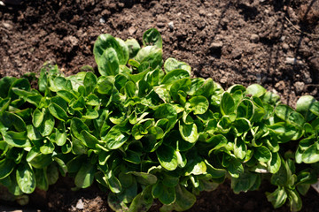 Frischer grüner Feldsalat im Beet 