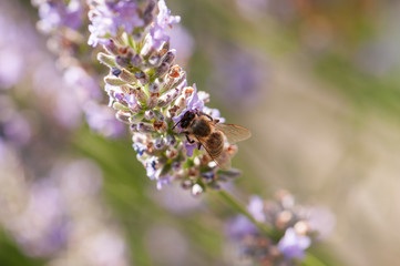 Lavender angustifolia, lavandula in sunlight in herb garden with honey bee