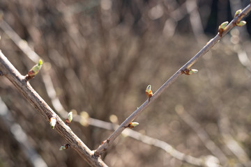 Zweig mit Knospen