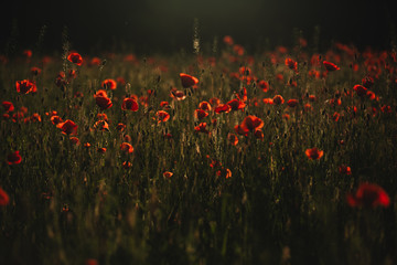 Obraz premium Red poppies field. The Sun setting on a field of poppies in the countryside
