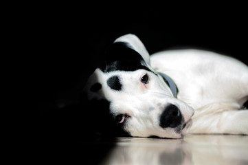 Precioso cachorro blanco con manchas negras y sombras
