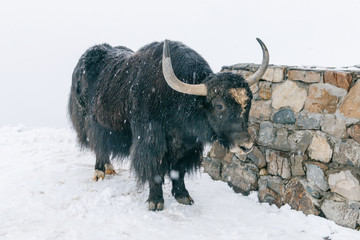 Wild black yak on a snowy mountain in the snowfall.