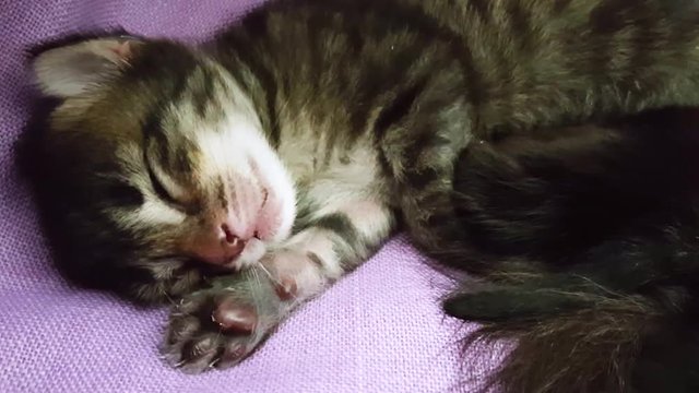 Closeup of a new born tabby cat face sleeping on a soft lilac cover 