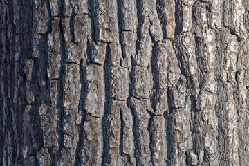 Relief texture of tree bark
