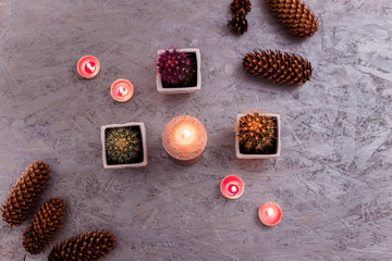 three cactuses in the white flower pots with candles and cones