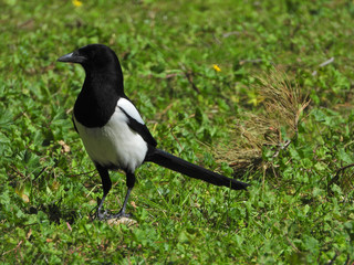 Fototapeta premium Extreme zoom of rare black and white bird as seen in the park