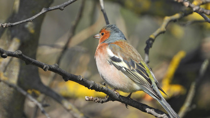 Extreme zoom with bokeh effect of canary bird as seen in the park