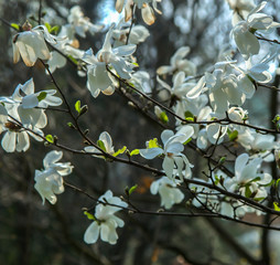 A beautiful luxurious magnolia flowers on a tree in the spring
