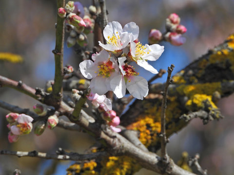 Zoom photo with bokeh effect of beautiful almond tree in blossom as seen in the park