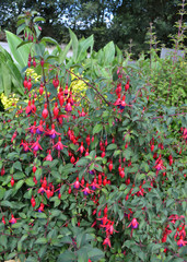 Fuschia de Magellan