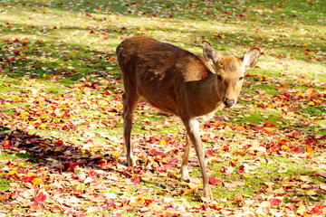 Naklejka na ściany i meble Deer in Nara Park with nice mapple color, nara Japan