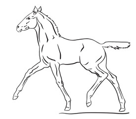 Foal is trotting, vector Illustration