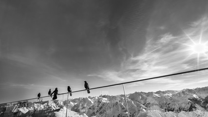 Crows on a railing at the Nebelhorn mountain station near Oberstdorf, Germany. Black and white winter landscape.