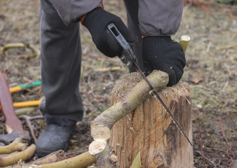 sawing branch