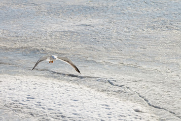 flying seagulls over the pond covered with ice
