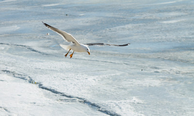 flying seagulls over the pond covered with ice