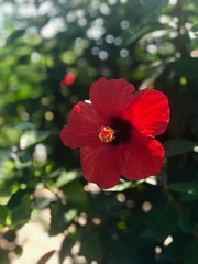 каркаде цветок