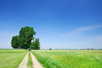 Fototapeta na wymiar Trees next to a rural road running among green fields