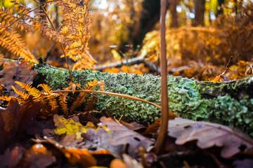autumn in the forest